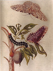from Maria Merian's work on New World butterflies (1719). Click for more information.