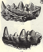 hyena jaws, fossil & modern