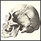 6: Samuel Geroge Mrton & Craniology