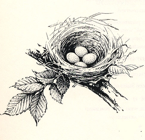 frontespiece